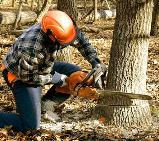 Tree Removal in Sullivan, IL
